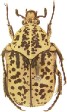 Macrocranius similis.jpg